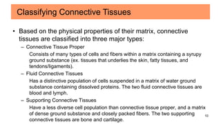 10
• Based on the physical properties of their matrix, connective
tissues are classified into three major types:
– Connective Tissue Proper
Consists of many types of cells and fibers within a matrix containing a syrupy
ground substance (ex. tissues that underlies the skin, fatty tissues, and
tendons/ligaments).
– Fluid Connective Tissues
Has a distinctive population of cells suspended in a matrix of water ground
substance containing dissolved proteins. The two fluid connective tissues are
blood and lymph.
– Supporting Connective Tissues
Have a less diverse cell population than connective tissue proper, and a matrix
of dense ground substance and closely packed fibers. The two supporting
connective tissues are bone and cartilage.
Classifying Connective Tissues
 