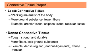 11
• Loose Connective Tissue
–“Packing materials” of the body
–More ground substance, fewer fibers
–Example: areolar tissue, adipose tissue, reticular tissue
• Dense Connective Tissue
– Tough, strong, and durable
– More fibers, less ground substance
– Example: dense regular (tendons/ligaments), dense
irregular
Connective Tissue Proper
 