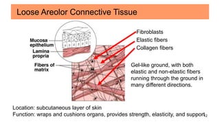 12
Fibroblasts
Elastic fibers
Collagen fibers
Location: subcutaneous layer of skin
Function: wraps and cushions organs, provides strength, elasticity, and support
Loose Areolor Connective Tissue
Gel-like ground, with both
elastic and non-elastic fibers
running through the ground in
many different directions.
 