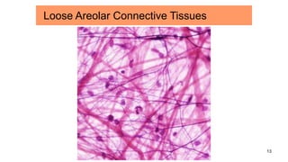 13
Loose Areolar Connective Tissues
 