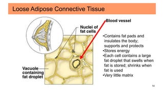 14
Blood vessel
•Contains fat pads and
insulates the body;
supports and protects
•Stores energy
•Each cell contains a large
fat droplet that swells when
fat is stored; shrinks when
fat is used
•Very little matrix
Loose Adipose Connective Tissue
 
