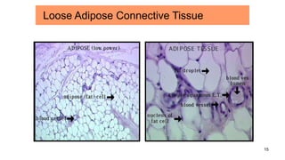 15
Loose Adipose Connective Tissue
 