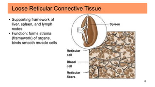 16
• Supporting framework of
liver, spleen, and lymph
nodes
• Function: forms stroma
(framework) of organs,
binds smooth muscle cells
Loose Reticular Connective Tissue
 