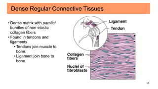 18
Dense Regular Connective Tissues
• Dense matrix with parallel
bundles of non-elastic
collagen fibers
• Found in tendons and
ligaments
• Tendons join muscle to
bone.
• Ligament join bone to
bone.
 