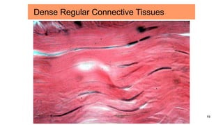 19
Dense Regular Connective Tissues
 