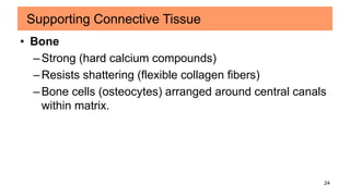 24
• Bone
–Strong (hard calcium compounds)
–Resists shattering (flexible collagen fibers)
–Bone cells (osteocytes) arranged around central canals
within matrix.
Supporting Connective Tissue
 