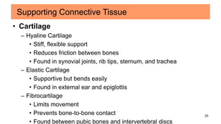 25
• Cartilage
– Hyaline Cartilage
• Stiff, flexible support
• Reduces friction between bones
• Found in synovial joints, rib tips, sternum, and trachea
– Elastic Cartilage
• Supportive but bends easily
• Found in external ear and epiglottis
– Fibrocartilage
• Limits movement
• Prevents bone-to-bone contact
• Found between pubic bones and intervertebral discs
Supporting Connective Tissue
 