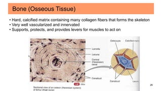 26
Bone (Osseous Tissue)
• Hard, calcified matrix containing many collagen fibers that forms the skeleton
• Very well vascularized and innervated
• Supports, protects, and provides levers for muscles to act on
 