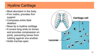 27
Hyaline Cartilage
• Most abundant in the body
• Firm matrix; provides firm
support
• Composes entire fetal
skeleton
• Nose tip is hyaline cartilage
• It covers long ends on bones
and provides compression on
joints, preventing bones from
rubbing against one another.
• Holds trachea open
 