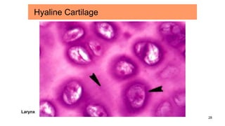 28
Larynx
Hyaline Cartilage
 