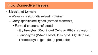 33
• Blood and Lymph
–Watery matrix of dissolved proteins
–Carry specific cell types (formed elements)
• Formed elements of blood
–Erythrocytes (Red Blood Cells or RBC): transport
–Leucocytes (White Blood Cells or WBC): defense
–Thrombocytes (platelets): protection
Fluid Connective Tissues
 