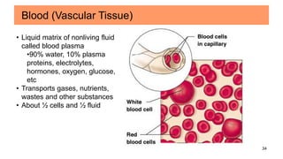 34
Blood (Vascular Tissue)
• Liquid matrix of nonliving fluid
called blood plasma
•90% water, 10% plasma
proteins, electrolytes,
hormones, oxygen, glucose,
etc
• Transports gases, nutrients,
wastes and other substances
• About ½ cells and ½ fluid
 