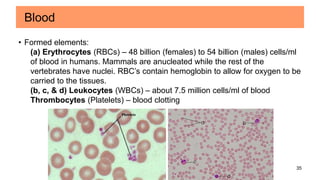 35
Blood
• Formed elements:
(a) Erythrocytes (RBCs) – 48 billion (females) to 54 billion (males) cells/ml
of blood in humans. Mammals are anucleated while the rest of the
vertebrates have nuclei. RBC’s contain hemoglobin to allow for oxygen to be
carried to the tissues.
(b, c, & d) Leukocytes (WBCs) – about 7.5 million cells/ml of blood
Thrombocytes (Platelets) – blood clotting
 