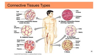 36
Connective Tissues Types
 