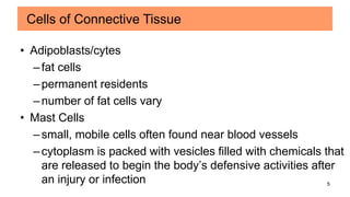5
• Adipoblasts/cytes
–fat cells
–permanent residents
–number of fat cells vary
• Mast Cells
–small, mobile cells often found near blood vessels
–cytoplasm is packed with vesicles filled with chemicals that
are released to begin the body’s defensive activities after
an injury or infection
Cells of Connective Tissue
 