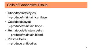 6
• Chondroblasts/cytes
–produce/maintain cartilage
• Osteobasts/cytes
–produce/maintain bone
• Hematopoietic stem cells
–produce/maintain blood
• Plasma Cells
–produce antibodies
Cells of Connective Tissue
 