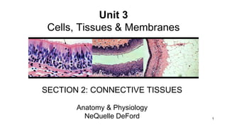 1
Unit 3
Cells, Tissues & Membranes
SECTION 2: CONNECTIVE TISSUES
Anatomy & Physiology
NeQuelle DeFord
 