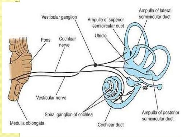 cranial nerve for BPT students
