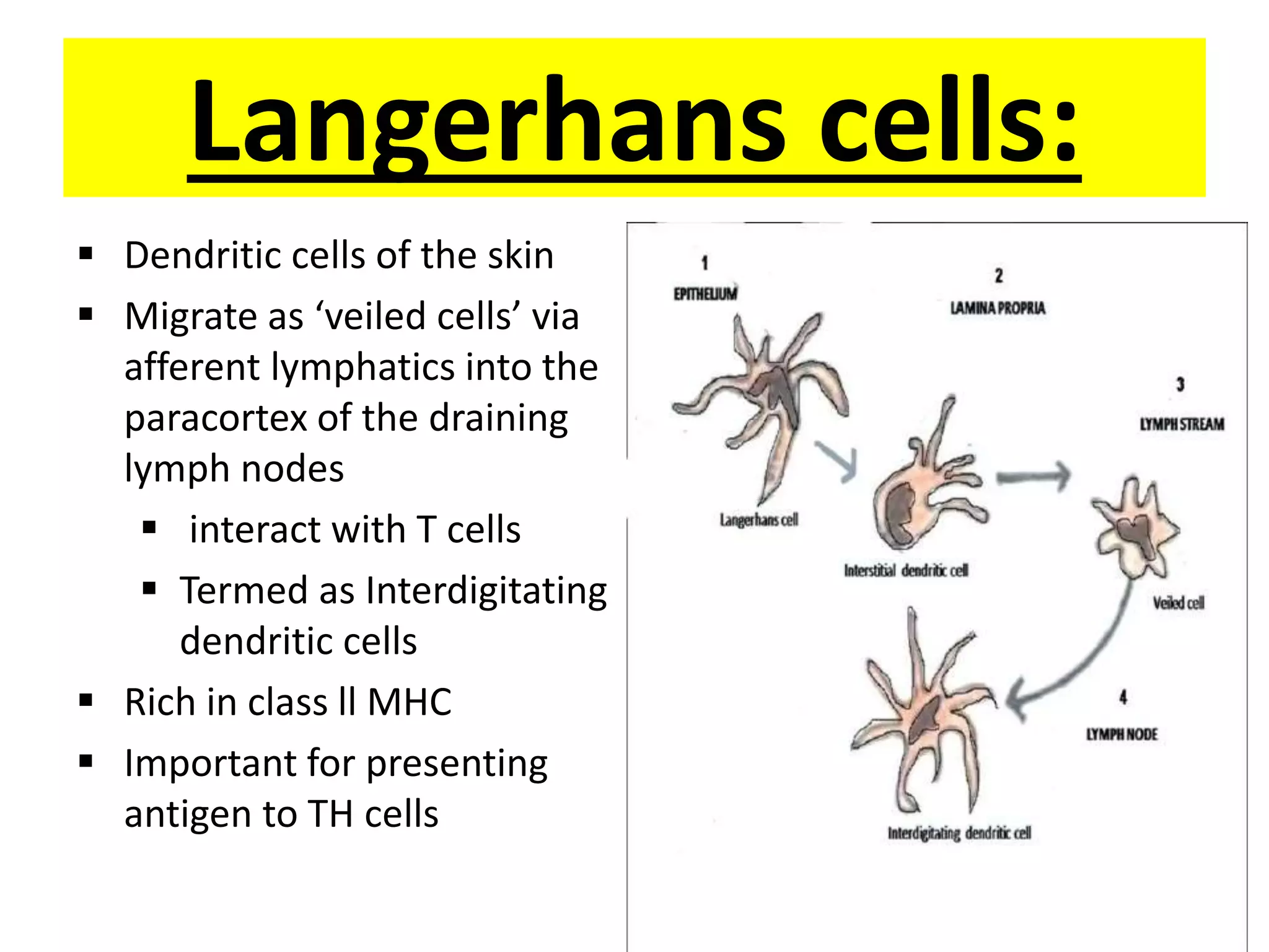Langerhans cells:
 Dendritic cells of the skin
 Migrate as ‘veiled cells’ via
afferent lymphatics into the
paracortex of the draining
lymph nodes
 interact with T cells
 Termed as Interdigitating
dendritic cells
 Rich in class ll MHC
 Important for presenting
antigen to TH cells
 