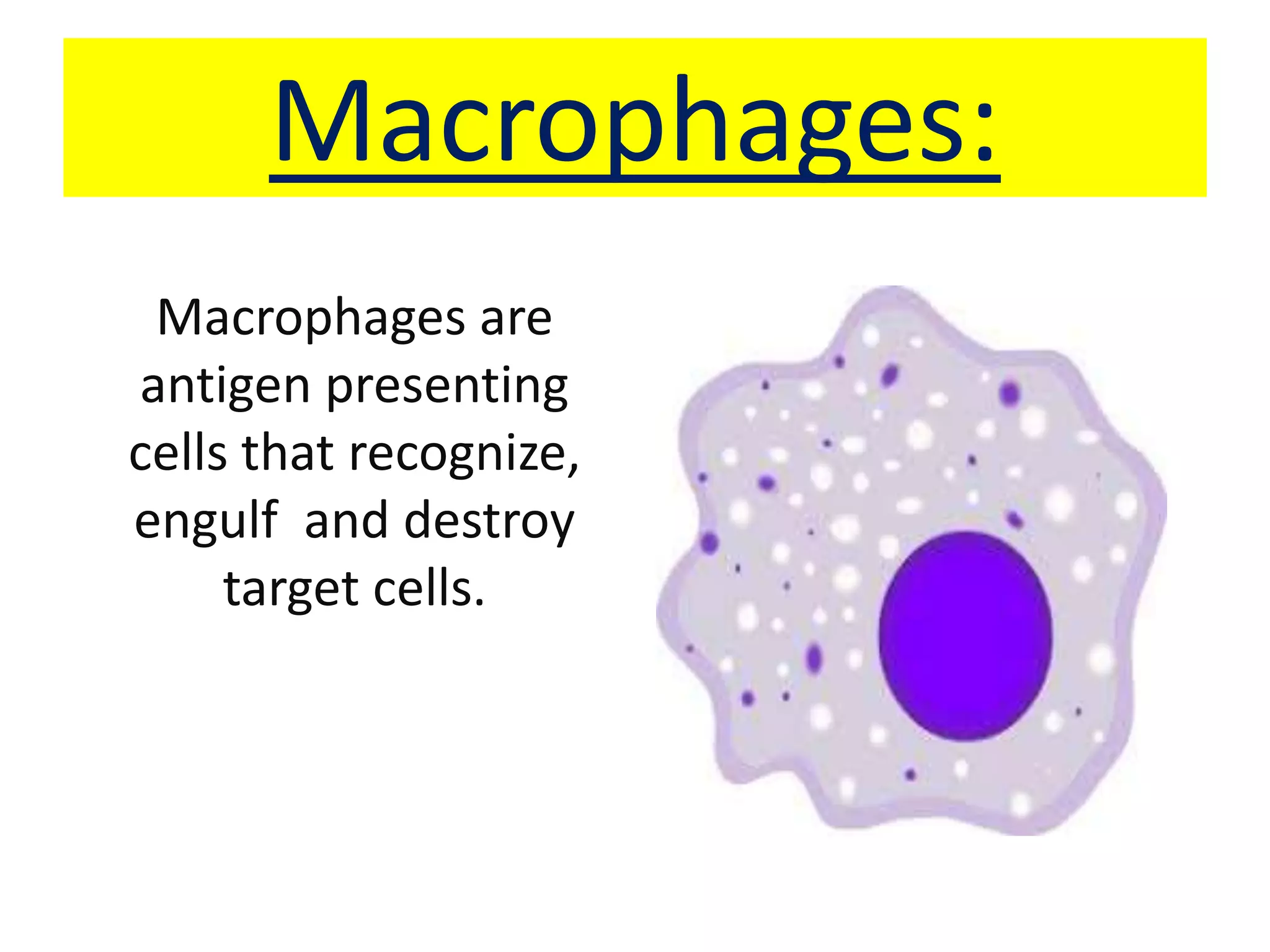 Macrophages:
Macrophages are
antigen presenting
cells that recognize,
engulf and destroy
target cells.
 