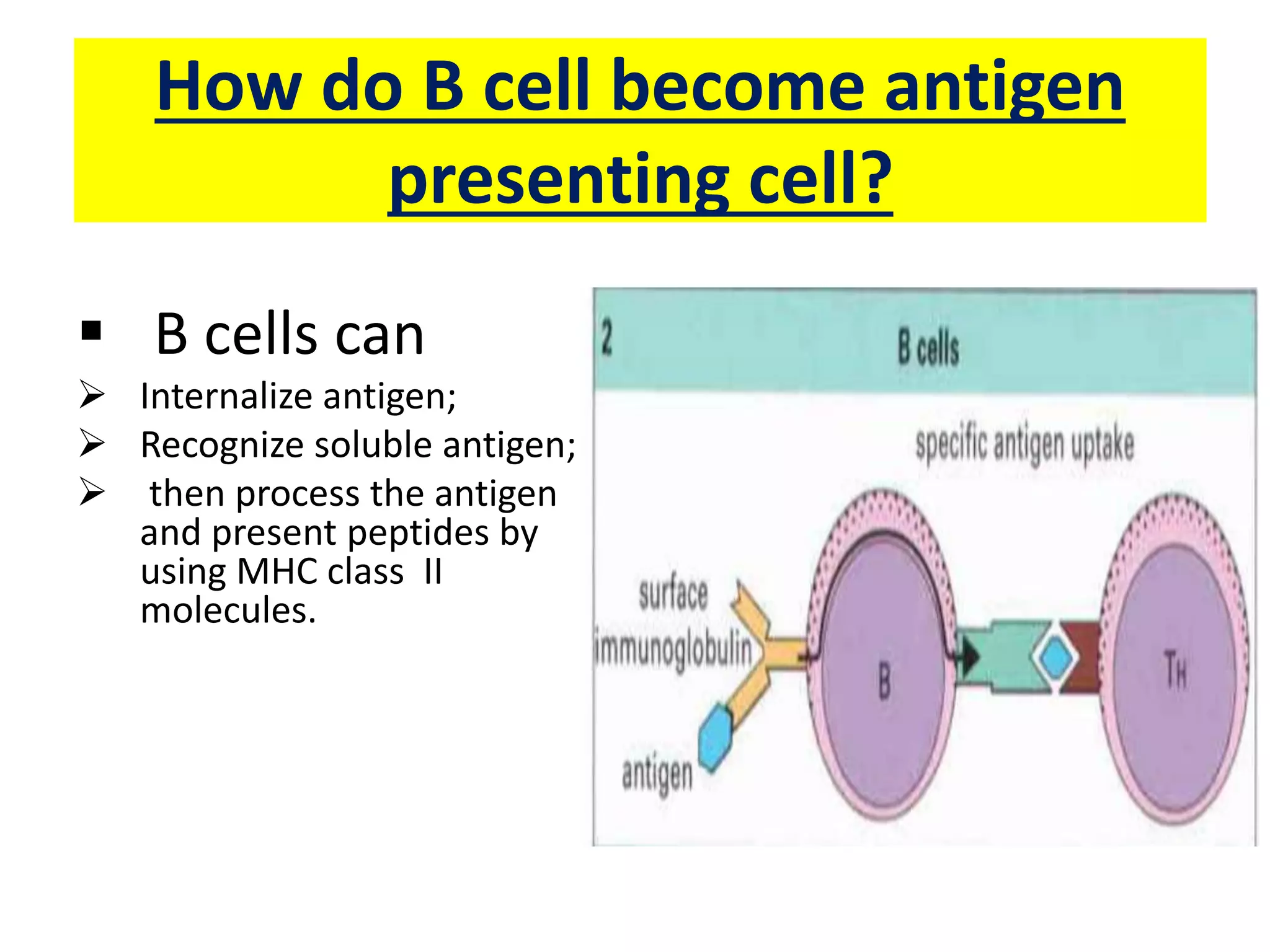 How do B cell become antigen
presenting cell?
 B cells can
 Internalize antigen;
 Recognize soluble antigen;
 then process the antigen
and present peptides by
using MHC class II
molecules.
 