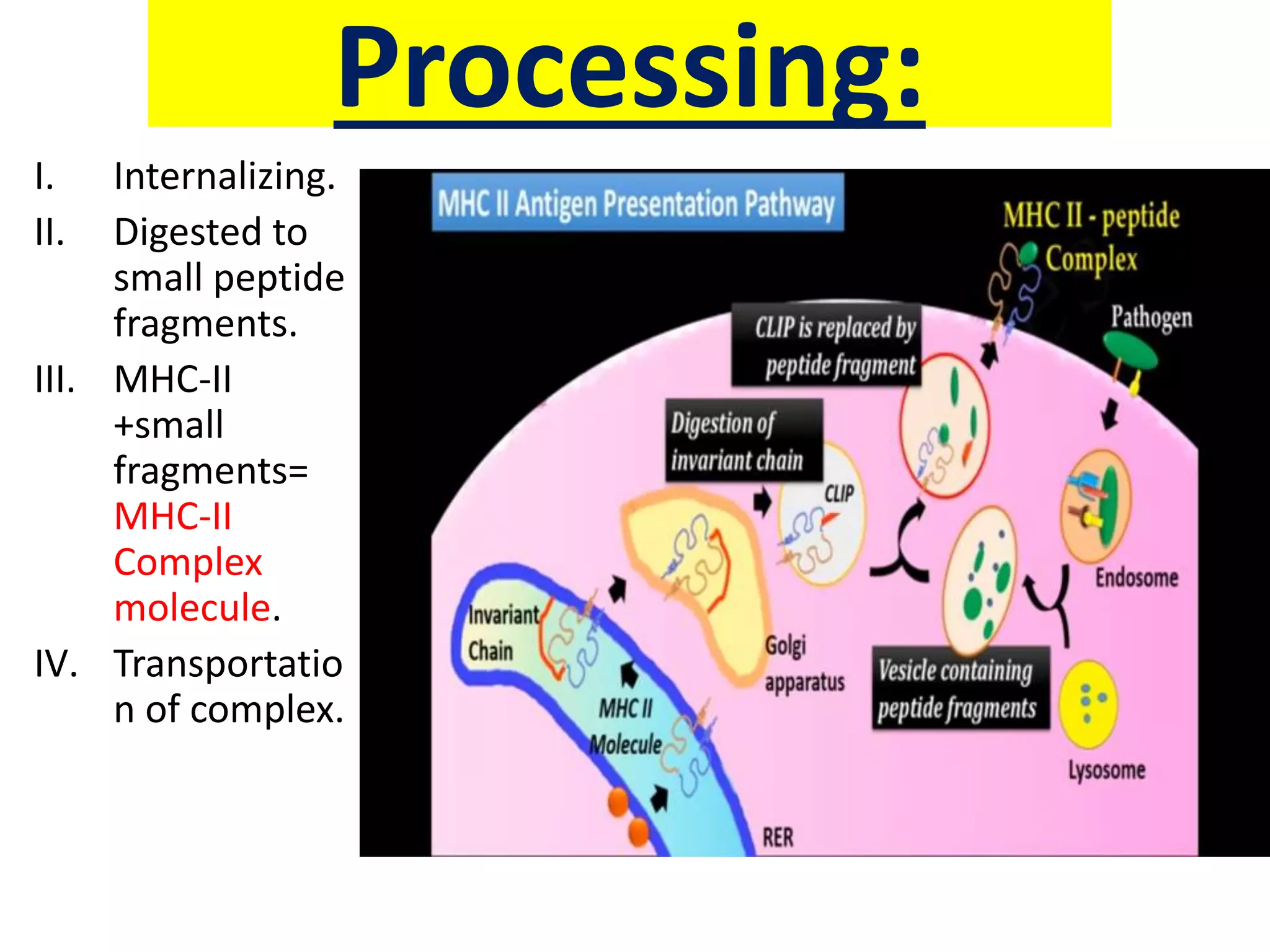 Processing:
I. Internalizing.
II. Digested to
small peptide
fragments.
III. MHC-II
+small
fragments=
MHC-II
Complex
molecule.
IV. Transportatio
n of complex.
 