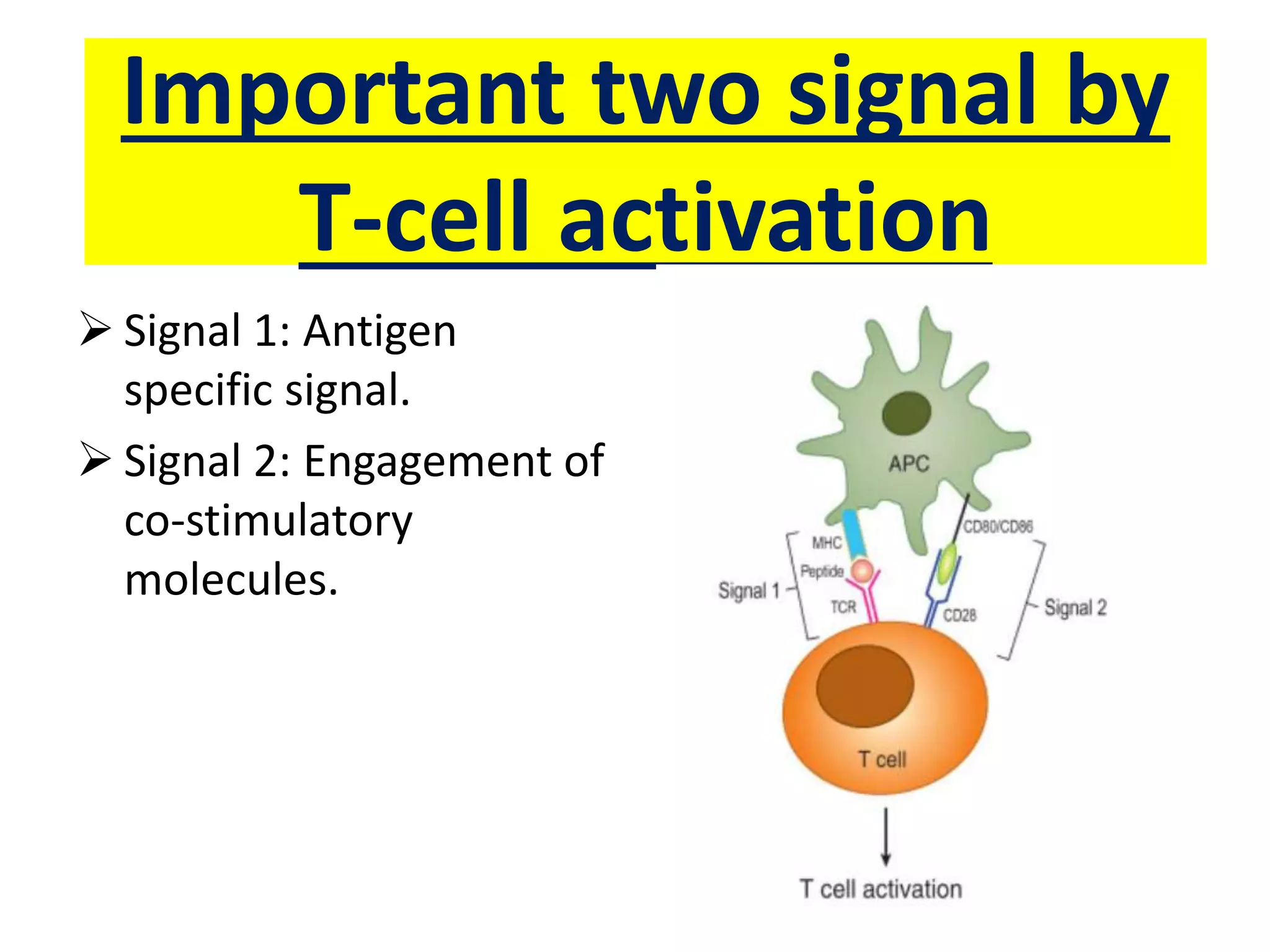 Important two signal by
T-cell activation
 Signal 1: Antigen
specific signal.
 Signal 2: Engagement of
co-stimulatory
molecules.
 