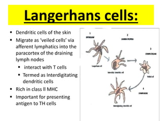 Langerhans cells:
 Dendritic cells of the skin
 Migrate as ‘veiled cells’ via
afferent lymphatics into the
paracortex of the draining
lymph nodes
 interact with T cells
 Termed as Interdigitating
dendritic cells
 Rich in class ll MHC
 Important for presenting
antigen to TH cells
 