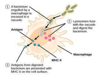 Antigen Presenting cells(APCs) | PPTX