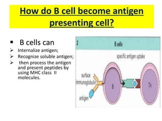 How do B cell become antigen
presenting cell?
 B cells can
 Internalize antigen;
 Recognize soluble antigen;
 then process the antigen
and present peptides by
using MHC class II
molecules.
 