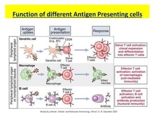 Function of different Antigen Presenting cells
 