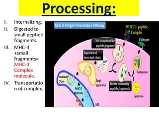Processing:
I. Internalizing.
II. Digested to
small peptide
fragments.
III. MHC-II
+small
fragments=
MHC-II
Complex
molecule.
IV. Transportatio
n of complex.
 