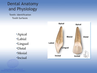Labial Science A & P DENTAL.ppt BEST FOR MEDICAL STUDENTS | PPT