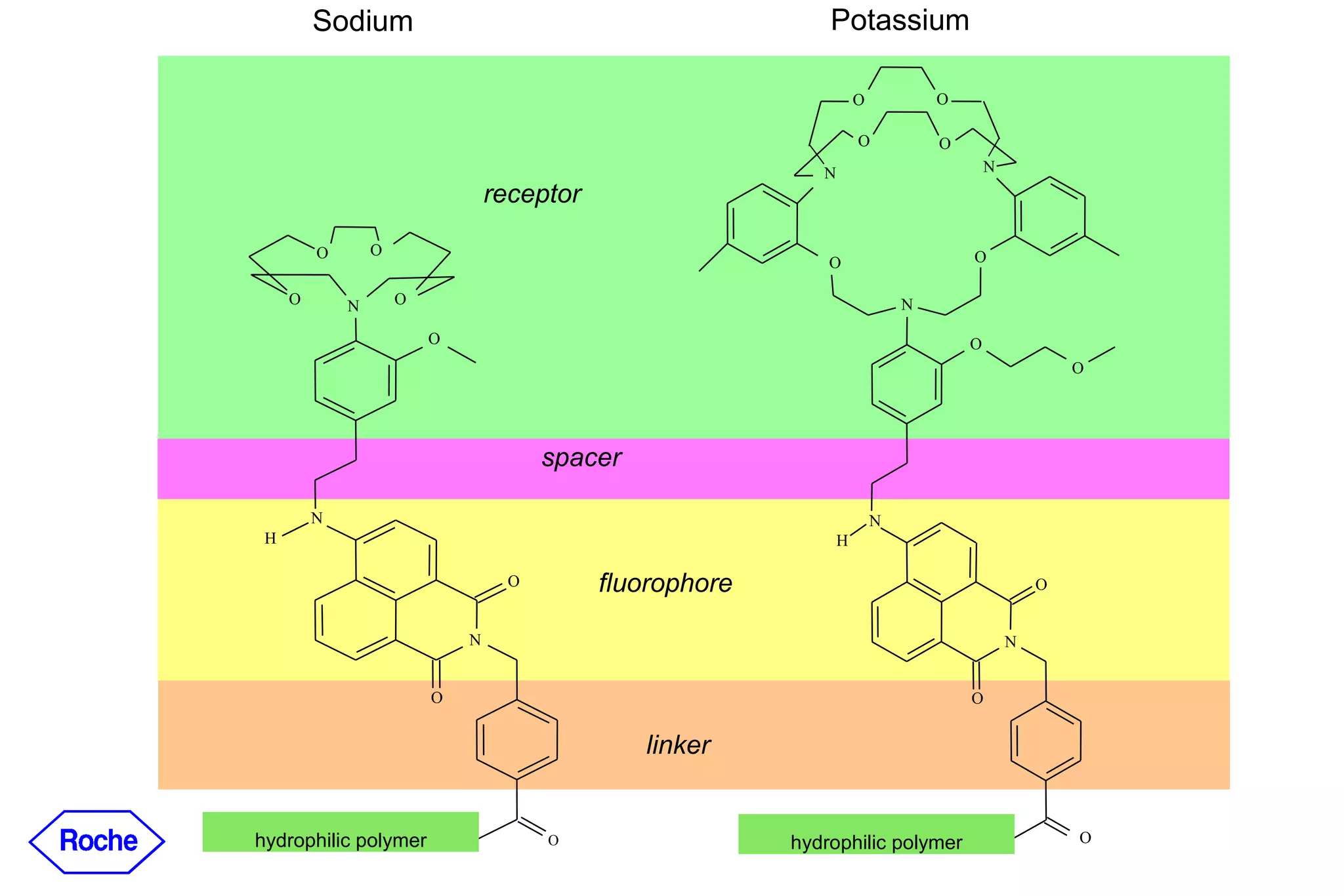 hydrophilic polymer O O O N H N O O N O N O N O O O O hydrophilic polymer N O O O O O N H N O O O Sodium Potassium receptor hydrophilic polymer hydrophilic polymer spacer fluorophore linker 