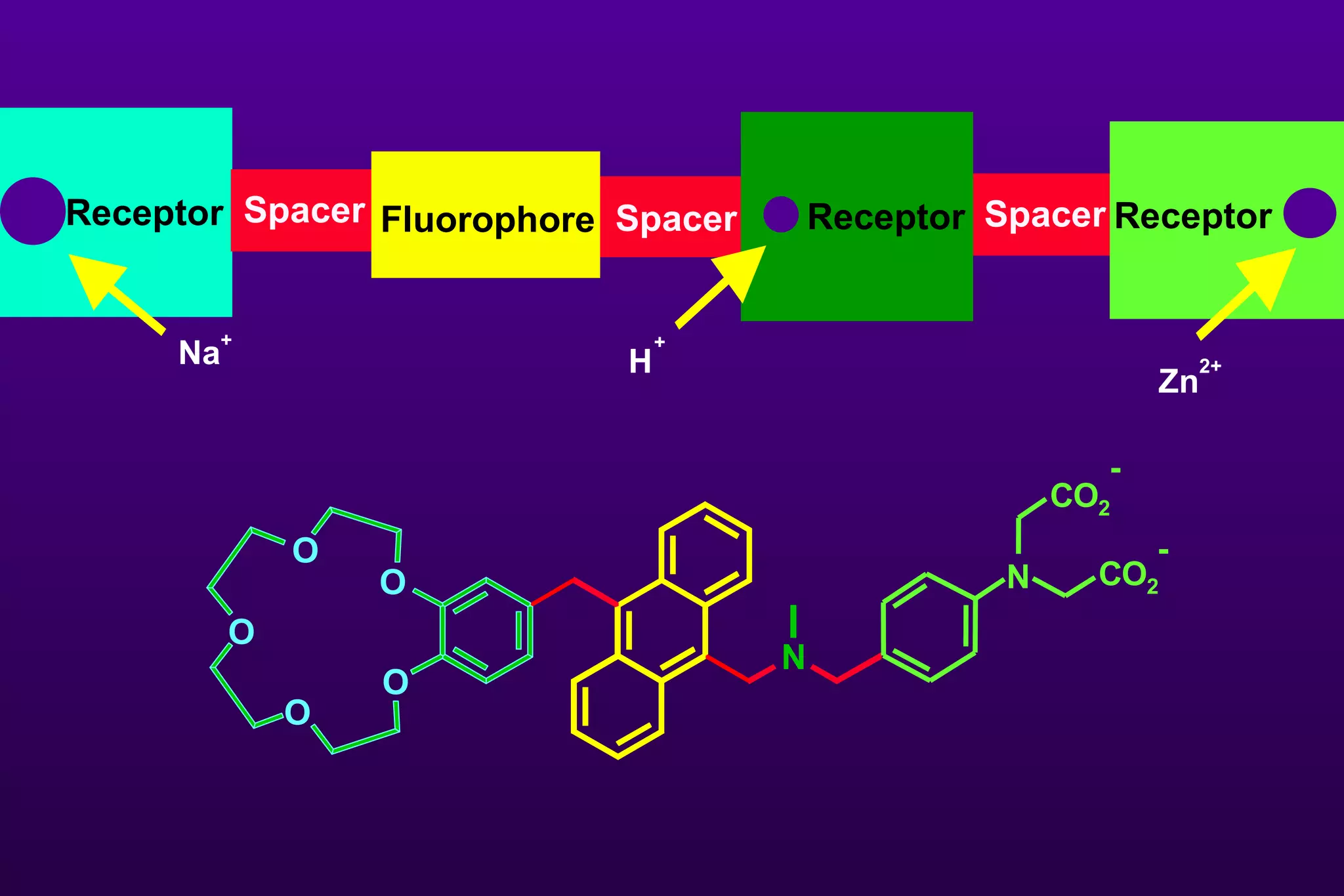 Spacer Receptor Receptor Spacer Spacer Fluorophore Receptor O O O O O N N C O 2 C O 2 - - H H + Na + Zn 2+ 