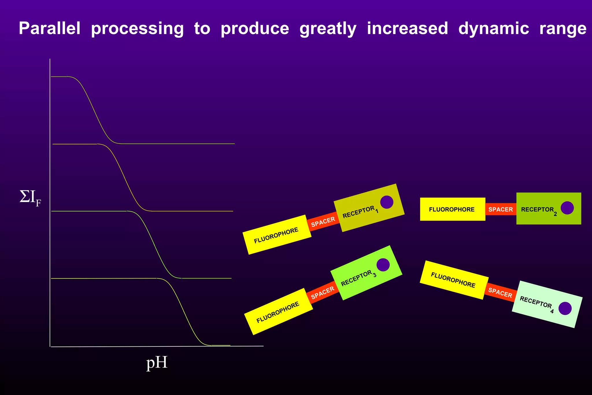  I F pH Parallel  processing  to  produce  greatly  increased  dynamic  range RECEPTOR 1 SPACER FLUOROPHORE RECEPTOR 4 SPACER FLUOROPHORE RECEPTOR 3 SPACER FLUOROPHORE RECEPTOR 2 SPACER FLUOROPHORE 