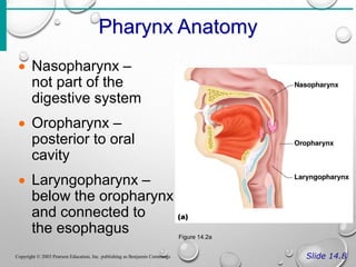 Pharynx Anatomy
Slide 14.8
Copyright © 2003 Pearson Education, Inc. publishing as Benjamin Cummings
 Nasopharynx –
not part of the
digestive system
 Oropharynx –
posterior to oral
cavity
 Laryngopharynx –
below the oropharynx
and connected to
the esophagus Figure 14.2a
 