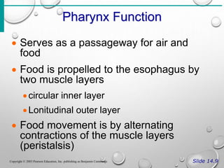 Pharynx Function
Slide 14.9
Copyright © 2003 Pearson Education, Inc. publishing as Benjamin Cummings
 Serves as a passageway for air and
food
 Food is propelled to the esophagus by
two muscle layers
circular inner layer
Lonitudinal outer layer
 Food movement is by alternating
contractions of the muscle layers
(peristalsis)
 