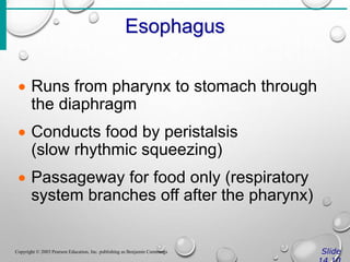 Esophagus
Slide
Copyright © 2003 Pearson Education, Inc. publishing as Benjamin Cummings
 Runs from pharynx to stomach through
the diaphragm
 Conducts food by peristalsis
(slow rhythmic squeezing)
 Passageway for food only (respiratory
system branches off after the pharynx)
 