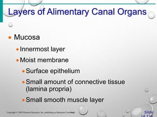 Layers of Alimentary Canal Organs
Slide
Copyright © 2003 Pearson Education, Inc. publishing as Benjamin Cummings
 Mucosa
Innermost layer
Moist membrane
Surface epithelium
Small amount of connective tissue
(lamina propria)
Small smooth muscle layer
 