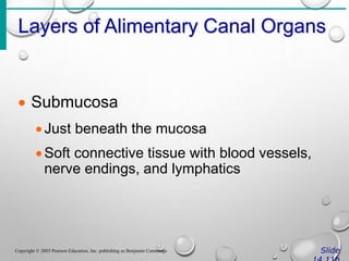 Layers of Alimentary Canal Organs
Slide
Copyright © 2003 Pearson Education, Inc. publishing as Benjamin Cummings
 Submucosa
Just beneath the mucosa
Soft connective tissue with blood vessels,
nerve endings, and lymphatics
 