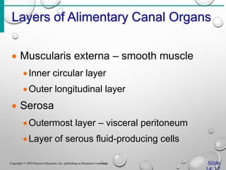 Layers of Alimentary Canal Organs
Slide
Copyright © 2003 Pearson Education, Inc. publishing as Benjamin Cummings
 Muscularis externa – smooth muscle
Inner circular layer
Outer longitudinal layer
 Serosa
Outermost layer – visceral peritoneum
Layer of serous fluid-producing cells
 