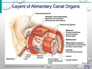 Layers of Alimentary Canal Organs
Slide
Copyright © 2003 Pearson Education, Inc. publishing as Benjamin Cummings
Figure 14.3
 