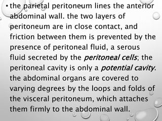.
• the parietal peritoneum lines the anterior
abdominal wall. the two layers of
peritoneum are in close contact, and
friction between them is prevented by the
presence of peritoneal fluid, a serous
fluid secreted by the peritoneal cells; the
peritoneal cavity is only a potential cavity.
the abdominal organs are covered to
varying degrees by the loops and folds of
the visceral peritoneum, which attaches
them firmly to the abdominal wall.
 