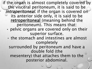 if the organ is almost completely covered by
the visceral peritoneum, it is said to be
intraperitoneal. if the organ is covered on
its anterior side only, it is said to be
retroperitoneal (meaning behind the
peritoneum). This means that:
• pelvic organs are covered only on their
superior surface.
• the stomach and intestines are almost
completely
surrounded by peritoneum and have a
double fold (the
mesentery) that attaches them to the
posterior abdominal.
 