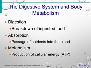 The Digestive System and Body
Metabolism
Slide 14.1
Copyright © 2003 Pearson Education, Inc. publishing as Beamin Cings
 Digestion
Breakdown of ingested food
 Absorption
Passage of nutrients into the blood
 Metabolism
Production of cellular energy (ATP)
 