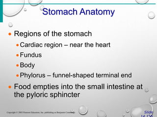 Stomach Anatomy
Slide
Copyright © 2003 Pearson Education, Inc. publishing as Benjamin Cummings
 Regions of the stomach
Cardiac region – near the heart
Fundus
Body
Phylorus – funnel-shaped terminal end
 Food empties into the small intestine at
the pyloric sphincter
 