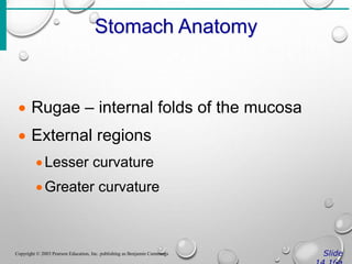 Stomach Anatomy
Slide
Copyright © 2003 Pearson Education, Inc. publishing as Benjamin Cummings
 Rugae – internal folds of the mucosa
 External regions
Lesser curvature
Greater curvature
 