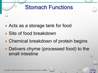 Stomach Functions
Slide
Copyright © 2003 Pearson Education, Inc. publishing as Benjamin Cummings
 Acts as a storage tank for food
 Site of food breakdown
 Chemical breakdown of protein begins
 Delivers chyme (processed food) to the
small intestine
 