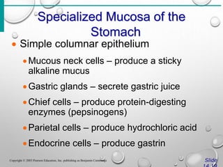 Specialized Mucosa of the
Stomach
Slide
Copyright © 2003 Pearson Education, Inc. publishing as Benjamin Cummings
 Simple columnar epithelium
Mucous neck cells – produce a sticky
alkaline mucus
Gastric glands – secrete gastric juice
Chief cells – produce protein-digesting
enzymes (pepsinogens)
Parietal cells – produce hydrochloric acid
Endocrine cells – produce gastrin
 